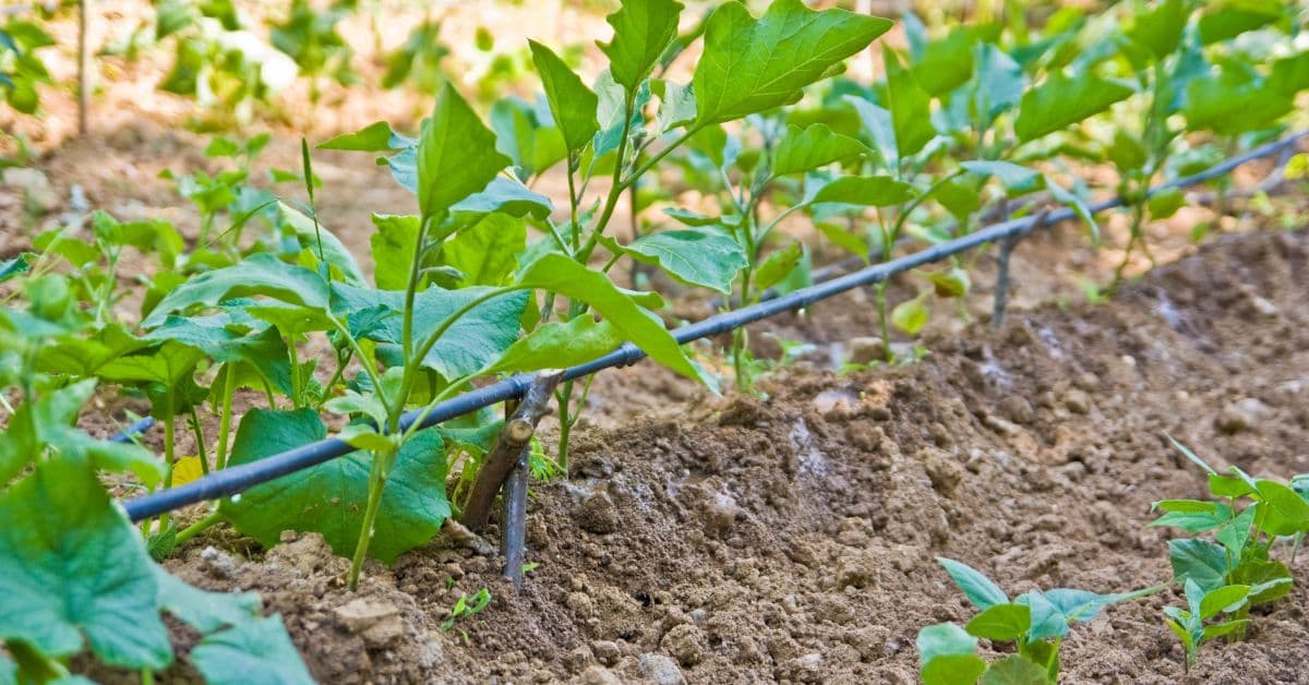 Optimizing Fertigation in Arid Soil